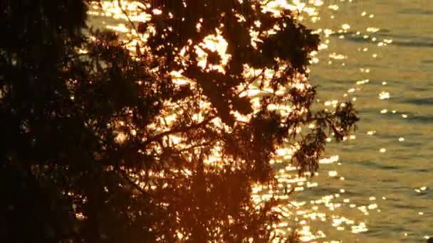 カナダの秋の湿地の荒野マニトリン島のゴールデンアワーの日没 エピックサニーゴールデンとオレンジウォータースローモーション 驚くべき 魔法の秋の風景とゆっくりとした動き — ストック動画