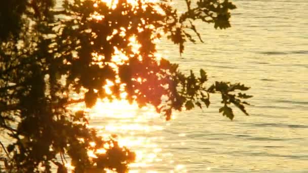 金光闪闪的秋天落日美丽的加拿大自然 落日的万花筒散落在树叶上 金水缓缓流淌 生机勃勃的野叶和雄伟的心情 — 图库视频影像
