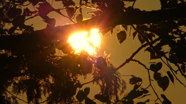 カナダのマニトゥー湖の秋の荒野の黄金の時間の日没でタイムラプス 素晴らしいと魔法の秋の木の枝のエピックサニーゴールデンとオレンジの太陽ディスクシルエット — ストック動画