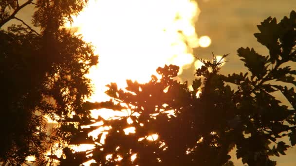 Kanada Doğasının Altın Saatindeki Çarpıcı Sonbahar Günbatımı Güzelliği Sonbahar Güneşinin — Stok video