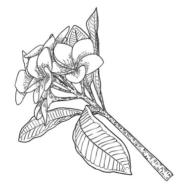 Plumeria ya da yapraklı Frangipani çiçekleri. Dekoratif egzotik çiçeklerin el çizimi sanatı, tomurcuklanma ve açık tomurcuklar, dal üzerinde yaprak. Vektör.