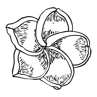 Plumeria çiçek açan kafalar. Hawaii tropik açık çiçek tomurcukları. Egzotik Frangipani çiçeği. Vektör.