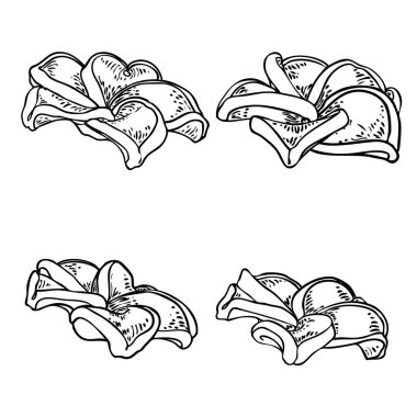 Plumeria seti. Geleneksel Hawaii tropikal kolyesi ya da boyun çelengi çiçek tasarım elementleri. Hoş geldin davetiye dekorasyonu. Gerçek Plumeria 'dan çizim sanatı, koleksiyon. Vektör.
