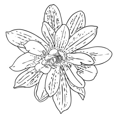 Manolya çiçeği kafası beyazda izole edilmiş. Manolya 'nın üst tarafındaki açık bahar çiçekleri, el yapımı. Vektör.