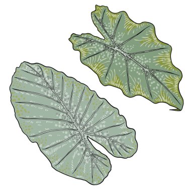 Fil Kulağı 'nın yeşil yaprağı ya da Dev Taro seti, Alocasia odora türleri, tropikal yağmur ormanları yeşillik bahçesi bitkisi. Çiçek yeşili egzotik yapraklar. Vektör.