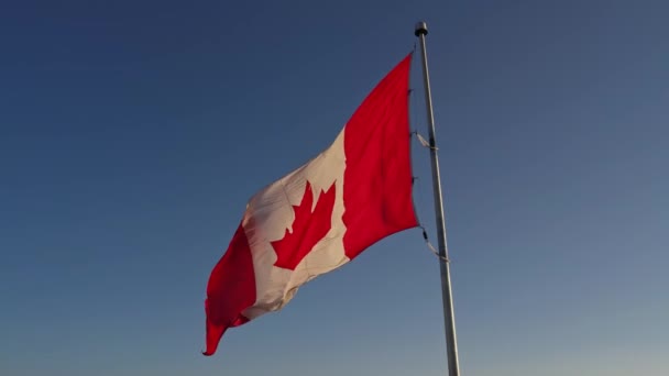 カナダの国旗がカナダのオンタリオ州トロントで名誉のために手を振っている カナダ国旗がマストで飛ぶ — ストック動画