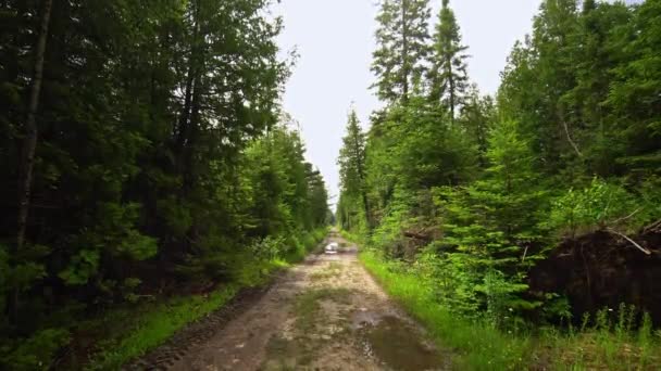 Pine Spruce Trees Lumberjack Route Pine Forest Natural Resource Lumberjack — Stockvideo