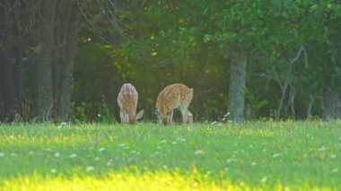 Fawns, Kanada vahşi ormanlarının doğal ortamında huzur içinde otlar. Bebek geyik gün batımında çayırda besleniyor. Beneklerle süslenmiş küçük beyaz kuyruklu geyik. Manitoulin Adası, Ontario.
