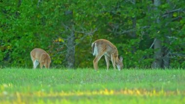 Fawn, Kanada vahşi ormanlarının doğal ortamında huzur içinde otluyor. Bebek geyik gün batımında çayırda besleniyor. Beneklerle süslenmiş küçük beyaz kuyruklu geyik. Manitoulin Adası, Ontario.