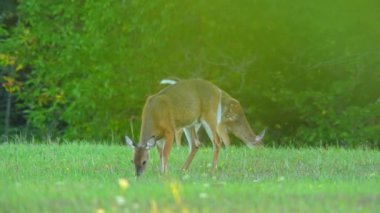 Dişi geyik, ya da dişi geyik, yaz boyunca akşam güneşi batarken bir çayırda görülür. Kanada kırsal bölgesi. Manitoulin Adası 'nın doğal ortamında beyaz kuyruklu bir dişi geyik gözlemlenir.