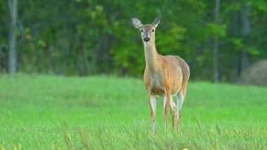Çayırda geyik tepiniyor ve homurdanıyordu. Kuzey Kanada 'nın vahşi doğası. Ayakta durmak ve homurdanmak tehlike hakkında uyarır, sürüdeki diğer insanları toynak ve burun sesleriyle uyarır..