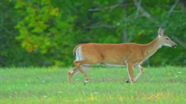 Dişi geyik, ya da dişi geyik, yaz boyunca akşam güneşi batarken bir çayırda koşuyor. Yavaş çekim, beyaz kuyruklu dişi geyik Manitoulin Adası 'nın doğal ortamında koşuyor. Kanada kırsal.