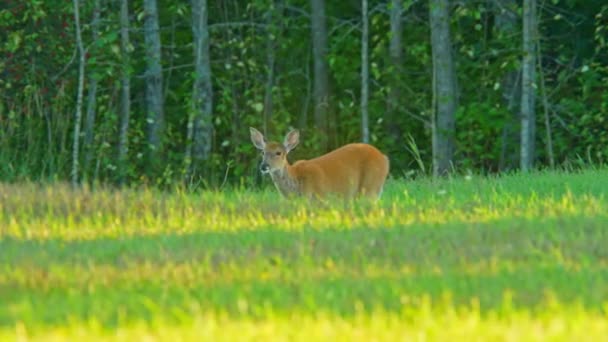 Herten Het Wild Herten Grazen Canadese Wildernis Bos Vrouwelijke Herten — Stockvideo