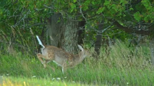 在加拿大荒野森林的自然栖息地里奔跑的猎鹿 小鹿在草地上奔跑 躲藏在灌木丛中 小白尾鹿装饰着斑点 安大略省奥图林岛 — 图库视频影像