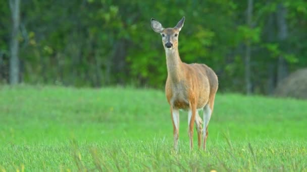 Deer Menginjak Injak Dan Mendengus Padang Rumput Kanada Utara Provinsi — Stok Video