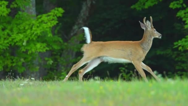 Herten Het Wild Mannelijke Herten Rennend Het Canadese Wildernis Bos — Stockvideo