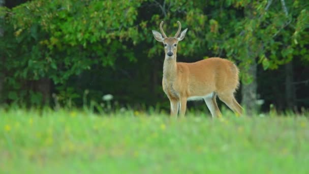 傍晚时分 在加拿大荒原森林附近的草地上 公鹿正在踩踏和喷鼻涕 土著野生动物 与警报或感知到的威胁有关的鹿行为 — 图库视频影像