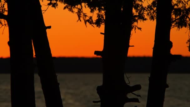 木のシルエットは日没の終わりに穏やかな夕方にトランクと水をトランク 黄金の時間の終わりのエピック自然の眺め 自然の地平線の驚くべきオレンジ色 荒野の夕暮れ — ストック動画
