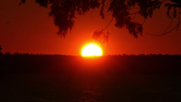 オレンジ色の赤い空に設定された太陽のタイムラプスは 明るくてホットなディスクとして太陽と壮大なシーンを描いています シルエットの木に隠れている鮮やかな色の太陽 荒野の美しさ — ストック動画
