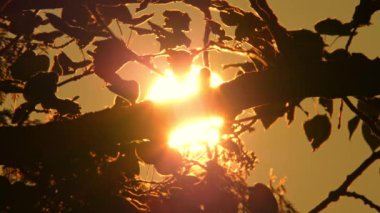 Kuzey Amerika 'nın günbatımı güneşi ağaç dallarında yapraklarla kapana kısıldı. Büyük güneş diski ve orman silueti. Sinema ve destansı sıcak yaz günbatımı büyük sarı ve turuncu güneş çemberi.