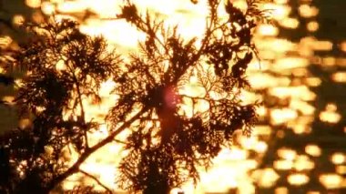 Manitoulin Adası 'nın vahşi doğasındaki ateş suyu ve bitki örtüsünün romantik manzarası, alacakaranlıkta altın saat. Gece ateşinin cazibesi su gibidir. Hafif altın bir ışık, romantik bir ortam..