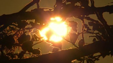 Kuzey Amerika 'nın günbatımı güneşi ağaç dallarında yapraklarla kapana kısıldı. Büyük güneş diski ve orman silueti. Sinema ve destansı sıcak yaz günbatımı büyük sarı ve turuncu güneş çemberi.