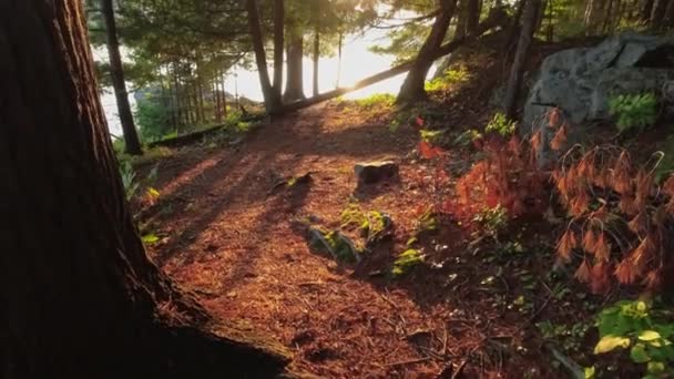 カナダ北オンタリオ州バンクロフトのサイレント湖水近くの森で日没の黄金の時間にハイキング 荒野の湿地の美しい魔法の広い眺め 静かで穏やかな場所 — ストック動画
