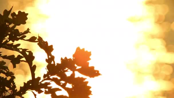 마니토린 황혼의 황야에서 식물의 로맨틱 물처럼 조용한 부드러운 황금빛 로맨틱 — 비디오