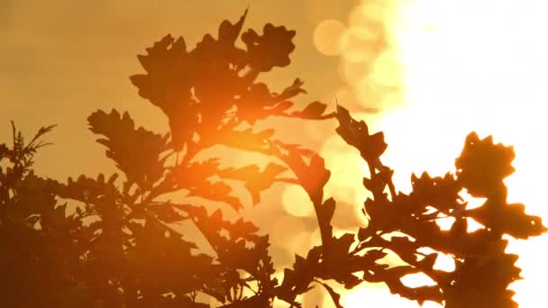 マニトリン島の荒野で湖の火の水と植生のロマンチックな景色 黄金の時間の日没の夕暮れ 水のような夜の火の静かな魅力 優しいゴールデンライトグロー ロマンチックな雰囲気 — ストック動画