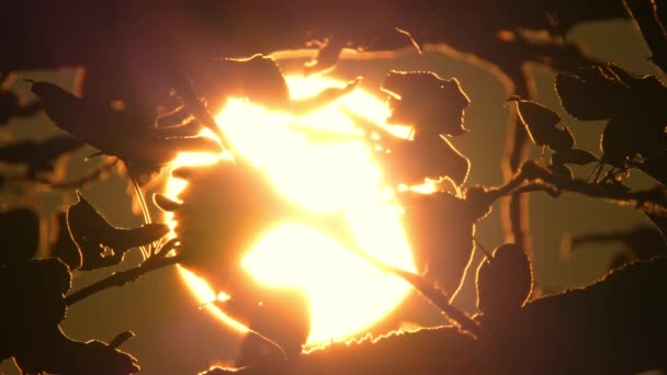 北アメリカの日没は木の枝に葉で閉じ込められた 大きな太陽のディスクとバックライトの森のシルエット シネマティックで壮大な暑い夏の日没大きな黄色とオレンジ色の太陽の円 — ストック動画