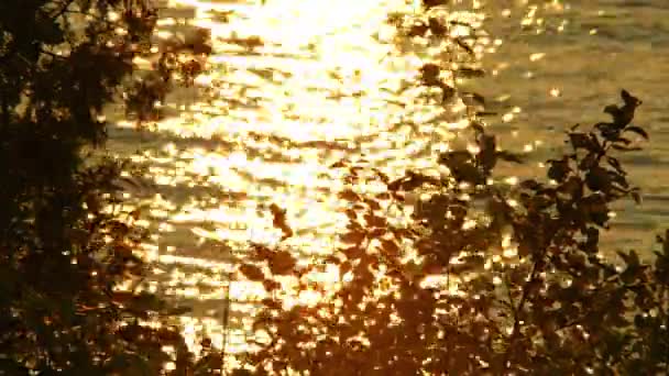 浪漫的湖水景观和植物在荒无人烟的荒原上 金色的黄昏 晚火如水的宁静魅力 柔和的金色光芒 浪漫的氛围 — 图库视频影像