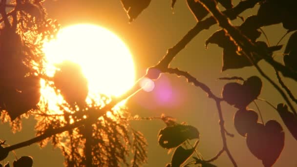 日没に沈む太陽 夏の暑い北の湿地 ビッグホワイトイエローサンディスク劇的な景色 熱い夏の黄金の時間の夕方に木の枝に閉じ込められた鮮やかな壮大な日没 — ストック動画