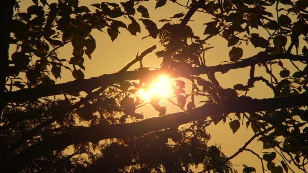 북미의 태양은 나뭇잎이있는 가지에 갇혀있다 디스크와 백라이트 실루엣 영화와 서사시 — 비디오