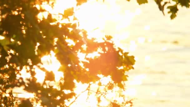 湖の近くにあるオークの枝のロマンチックな眺め 壮大な太陽の間の火のような水は 島で黄金の時間を設定しました 優しいゴールデンライトグロー ロマンチックな雰囲気 日没の夕暮れ 夜のチャーミング スローモーション — ストック動画