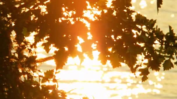 湖の近くにあるオークの枝のロマンチックな眺め 壮大な太陽の間の火のような水は 島で黄金の時間を設定しました 優しいゴールデンライトグロー ロマンチックな雰囲気 日没の夕暮れ 夜のチャーミング スローモーション — ストック動画