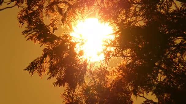 日没に沈む太陽 夏の暑い北の湿地 ビッグホワイトイエローサンディスク劇的な景色 熱い夏の黄金の時間の夕方に木の枝に閉じ込められた鮮やかな壮大な日没 — ストック動画