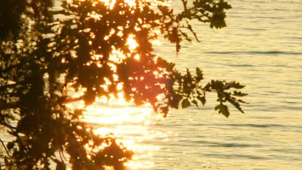 Romantický Pohled Dubové Větve Jezera Vodu Jako Oheň Při Epickém — Stock video