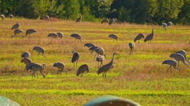 Kuzey Amerika 'nın sulak alanları ve otlakları yakınlarındaki çayırlarda yiyecek arayan Kum Tepesi Turnaları. Sandhill Turnaları daha uzun kuş türlerinden biridir. Beslenme şekilleri bitkiler, tohumlar, böcekler, küçük omurgalılar..