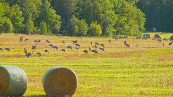 Sandhill Cranes Meadow Foraging Food Wetlands Grasslands North America Sandhill — Stock Video
