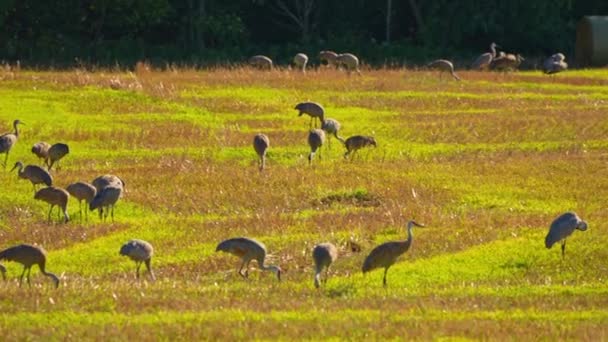 Sandhill Cranes Prado Que Procura Comida Perto Zonas Húmidas Pradarias — Vídeo de Stock