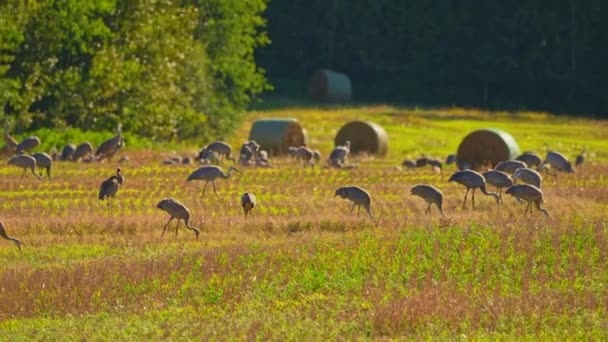 Písečné Jeřáby Louce Hledající Potravu Blízkosti Mokřadů Pastvin Severní Ameriky — Stock video