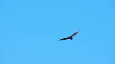 Akbaba sıcak yaz gününde yavaş çekimde uçuyor. Türkiye Akbabası Çıngıraklı Yılan Noktası Koruma Alanı üzerinde yükseliyor, Ontario, Kanada. Seyahat ve macera konsepti.