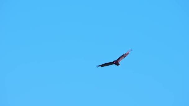 Kalkon Vulture Flyger Solig Varm Sommardag Slow Motion Turkiet Vulture — Stockvideo