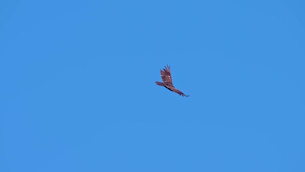 Kalkon Vulture Glider Genom Himlen Över Skallerorm Punkt Bevarandeområde Utkik — Stockvideo