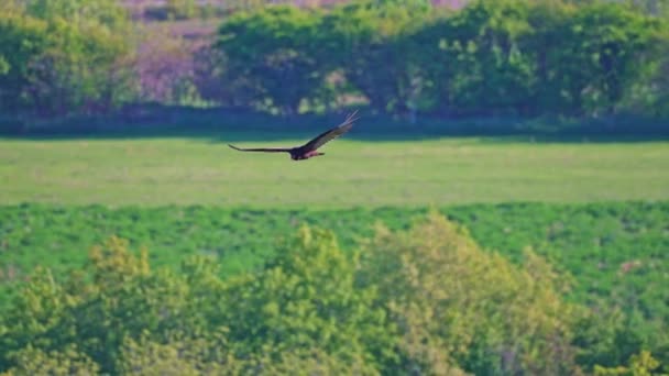 Akbaba Çıngıraklı Yılan Noktası Koruma Alanı Üzerinde Uçuyor Yeşil Ağaçlar — Stok video