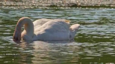 Gölde ya da küçük gölde yalnız bir kuğu. Kamerayı telefoto lensleriyle kapatın. Beyaz kuğu çok sıcak bir günde yüzüyor ve karnını doyuruyor. Stouffville Koruma Alanı ve Reservoir. Toronto, Kanada.