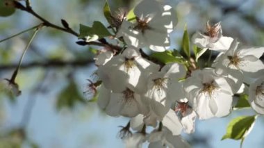 Pembe, genç, çiçek açan kiraz ağacı. Bahar mevsiminde tomurcuklu kiraz ağaçlarının dallarını kapatın. Sakura ağacının güzel pembe çiçekleri hareketli dallarla esiyor..