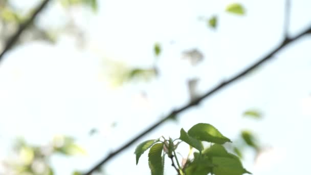 風に揺れる木や花の緑の葉 太陽に対する芸術的な露出 緑豊かな葉や小枝を通して輝く太陽とシルエットとぼやけたボケ 概要夢のような自然概念 — ストック動画