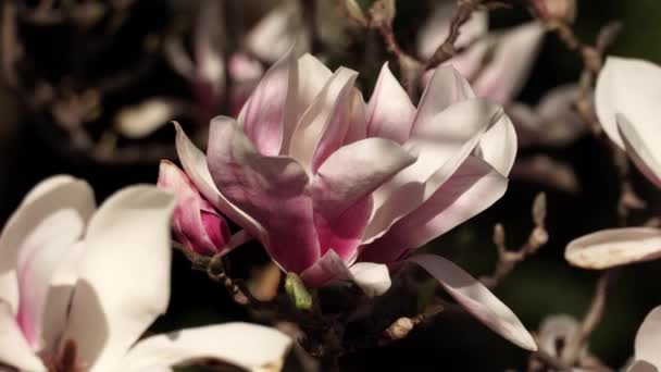 早春に美しいピンクの開花のマグノリアの木 春に花弁を持つマグノリアの花 — ストック動画