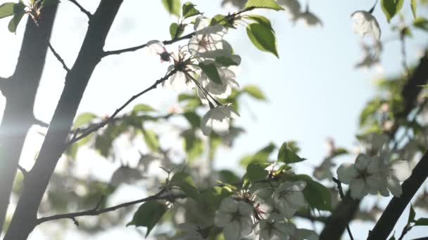 木々や葉のボケのシルエットを背景に 美しい緑と白の自然芸術抽象的な太陽への露出 春と夏の新緑と果樹が咲き乱れる — ストック動画
